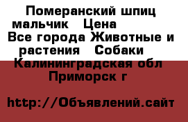 Померанский шпиц мальчик › Цена ­ 30 000 - Все города Животные и растения » Собаки   . Калининградская обл.,Приморск г.